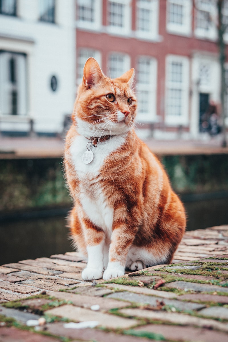 Sulam Kucing Lucu